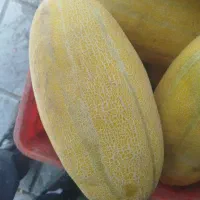 خربزه صر باری