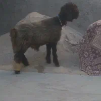 بره قوچی