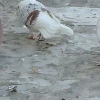 کبوتر