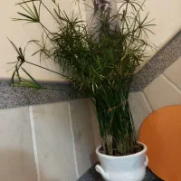 گل و گیاه طبیعی
