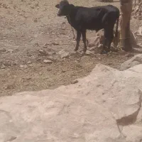 سه راس گوساله