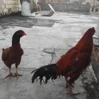 خروس لاری  9 ماهه