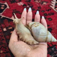حلزون اچاتینا روداتزی