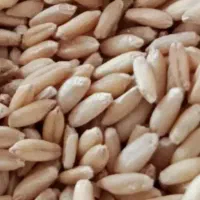 گندم دیم بوجاری شده