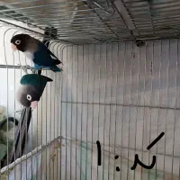 طوطی برزیلی