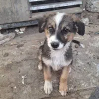 سگ ژرمن ماده