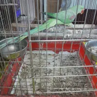 شاه طوطی ماده