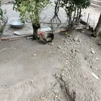 مرغ بوقلمون قوغاز خروس مرغ شاخ دار
