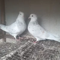 یه جفت هما سرور پرشی