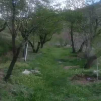 باغ بادام تقریبا ۸۰۰۰متر قیمت کلی