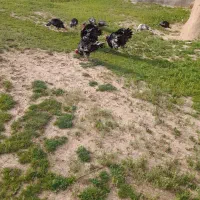 بغلمو|حیوانات مزرعه|بیجار, |دیوار