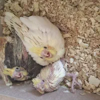 عروس هلندی مولد با چهارتا جوجه و وسایل
