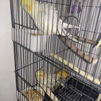 عروس هلندی نر و ماده