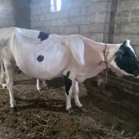 گاو حامله با گوساله نر