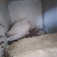 کبوتر،کفتر جفت پتی واله