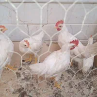 خروس جوان سرحال
