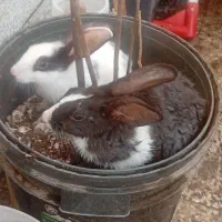 خرگوش