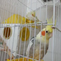 عروس هلندی مولد لوتینو و ابلغ جوان