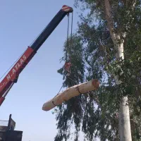 چوب  اکالیپتوس مورد مرکبات درخت