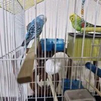 مرغ عشق جفت