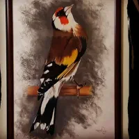 سهره دهن دار