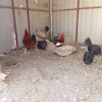 مرغ خوروس