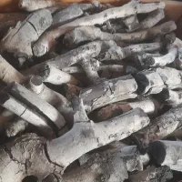 ذغال پسته
