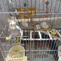 عروس هلندی نروماده ومرغ عشق