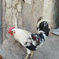 معاوضه خروس