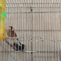 سهره مست قرص قرص شلاقی دهندار