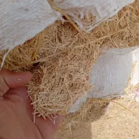 کاه کردستان درجه یک فلکه رستم هرمزی