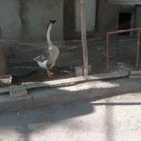 قو گاز اصیل توکراینی