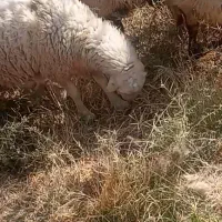 میش فروشی