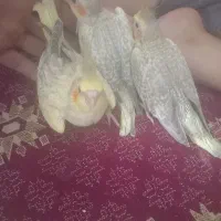 طوطی عروس ۲ماهه دون خور