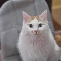 گربه نژاد پرشین