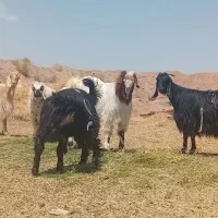 بزغاله نر