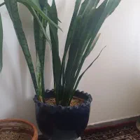 گلهای طبیعی