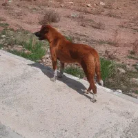 سگ ماده سن کم نژاد دار واگذاری رایگان