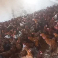 فروش عمده مرغ تخمگذار گلپایگان