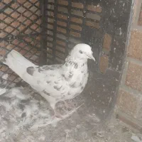 کفتر|پرنده|سیرجان, |دیوار