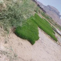 تخم فجر شمشیری دهه دار زود رس