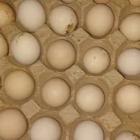 تخم مرغ پرنطفه ،ارگانیک خانگی