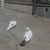 کبوترنرو ماده دونسته پرش بالا ۶ساعت