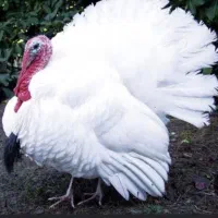 بوقلمون گوشتی کاملا ارگانیک