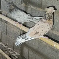 کبوتر سرور