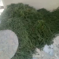 شاتره خشک ا