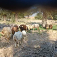 بره