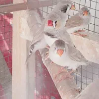۴۰عدد فنچ یکجا به فروش می‌رسد قیمت ۶تومن