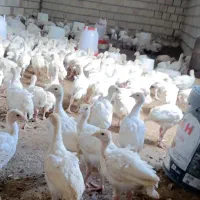 بوقلمون گوشتی بیوتی