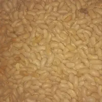 لوبیا کپسولی و لوبیا چیتی